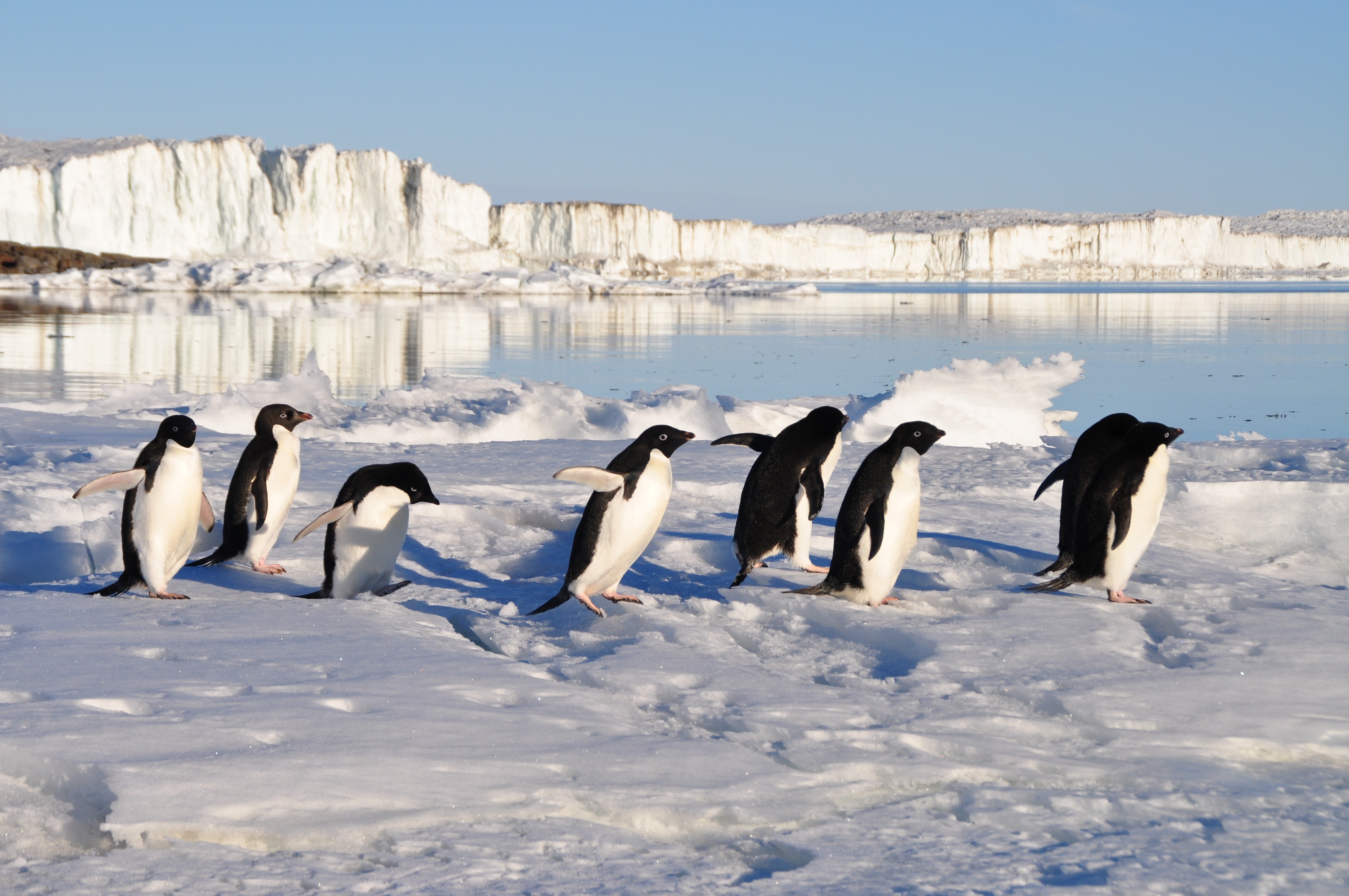 159-penguins